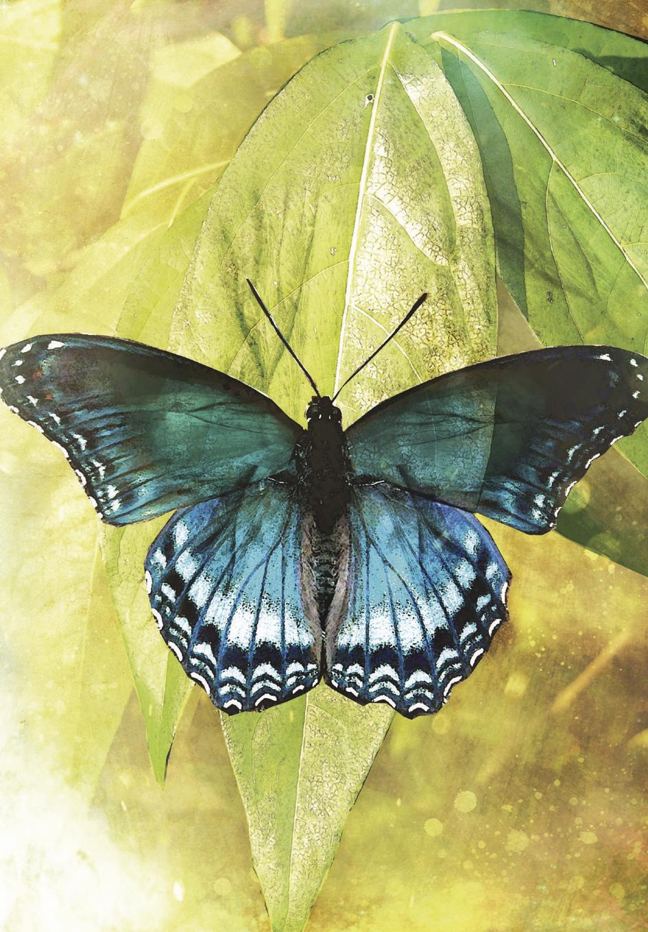 Butterfly card example - blue butterfly on green leaf
