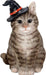 Grey tabby cat wearing a witch hat.