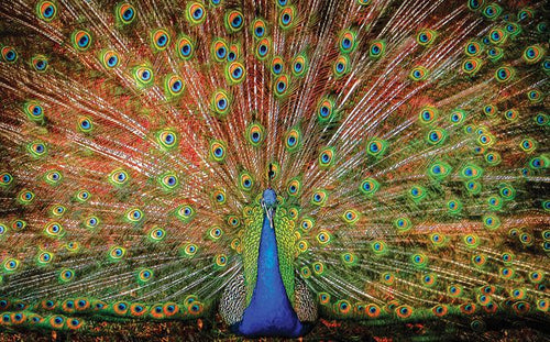 The Big Boy Peacock Jigsaw Puzzle (1000 Pieces)