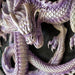 Closeup of purple and white snarling dragon