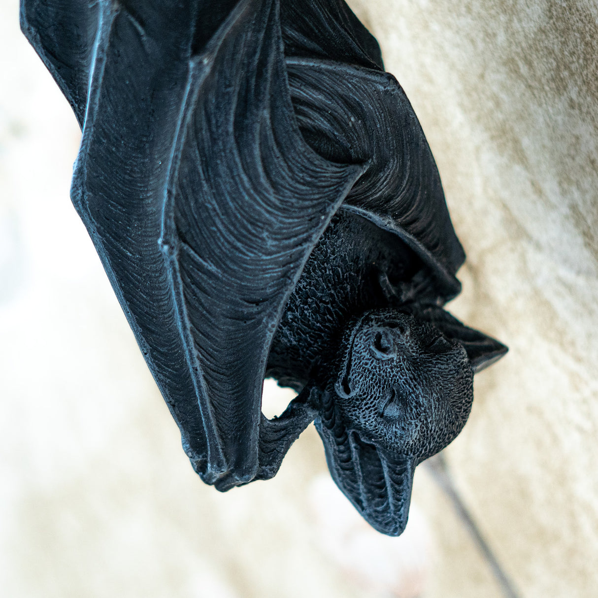 Closeup of hanging, sleeping black bat