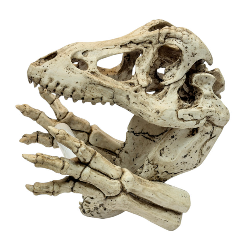 A dinosaur skeleton head toilet paper holder