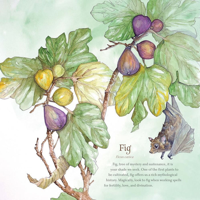 "Fig" example with bat from Llewellyn Hedgewitch Botanical calendar, 2024
