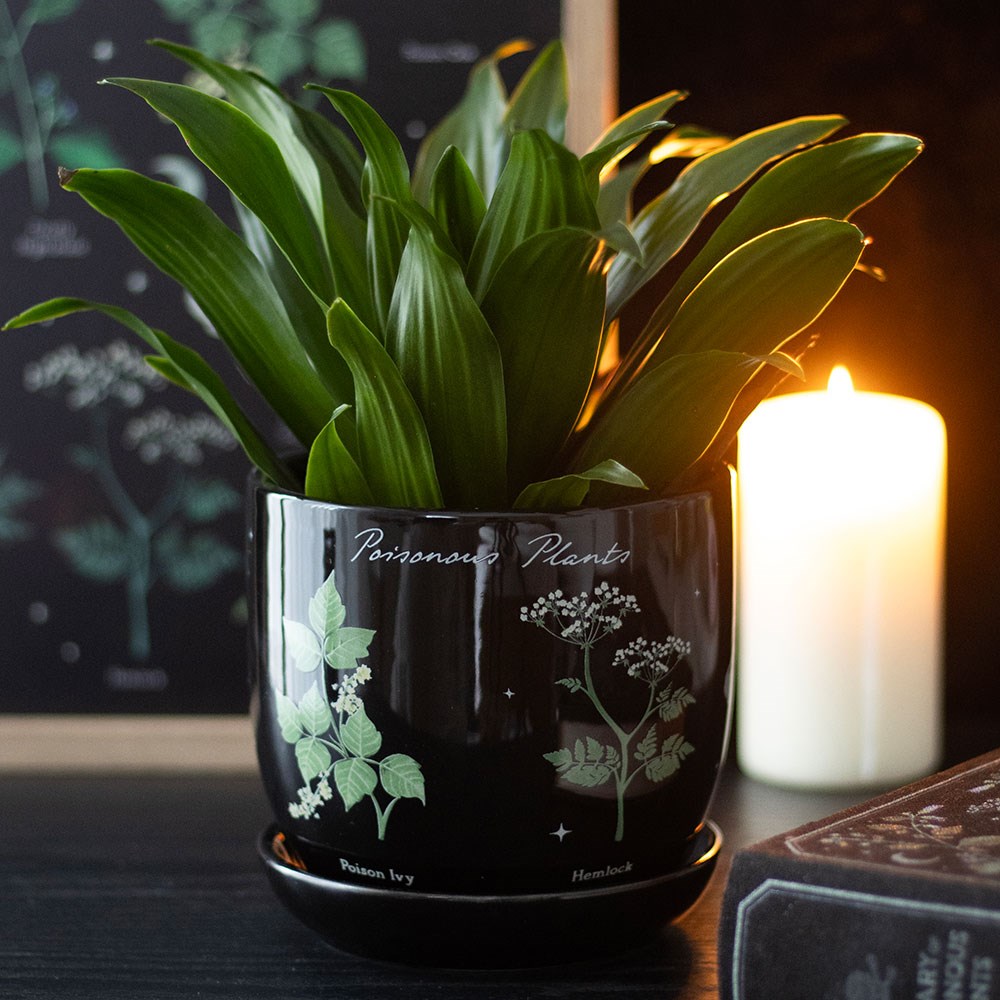 Black pot with green plant on a table with a candle in the background