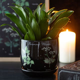 Black pot with green plant on a table with a candle in the background