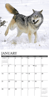 2024 Spirit of the Wolf wall calendar showing January with a running wolf