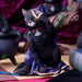 Jinx the black cat with white nose figurine
