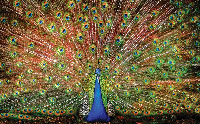 The Big Boy Peacock Jigsaw Puzzle (1000 Pieces)