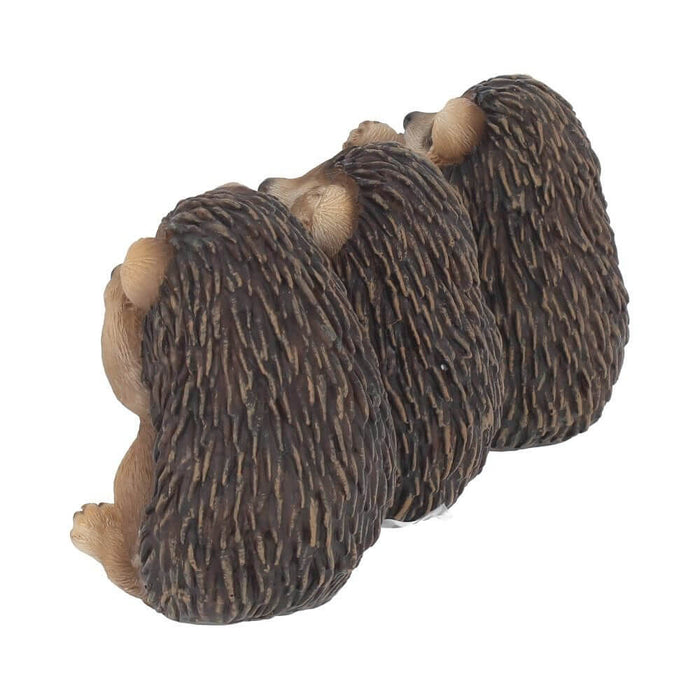 Hedgehogs shown from the backside